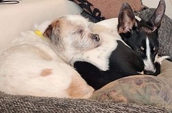 Doggies van Pakketpunt Nina Oldeholtpade